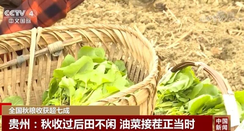 全国秋粮收购超4000万吨,快速设计问题计划_Advanced27.62.69