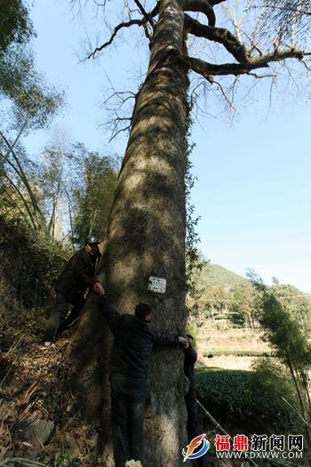 长白山珍稀古树群揭秘，自然秘密宝藏的探寻之旅