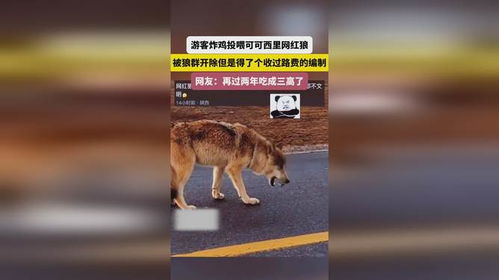 珍爱生命，请勿投喂可可西里网红狼，投喂行为的危害与警示