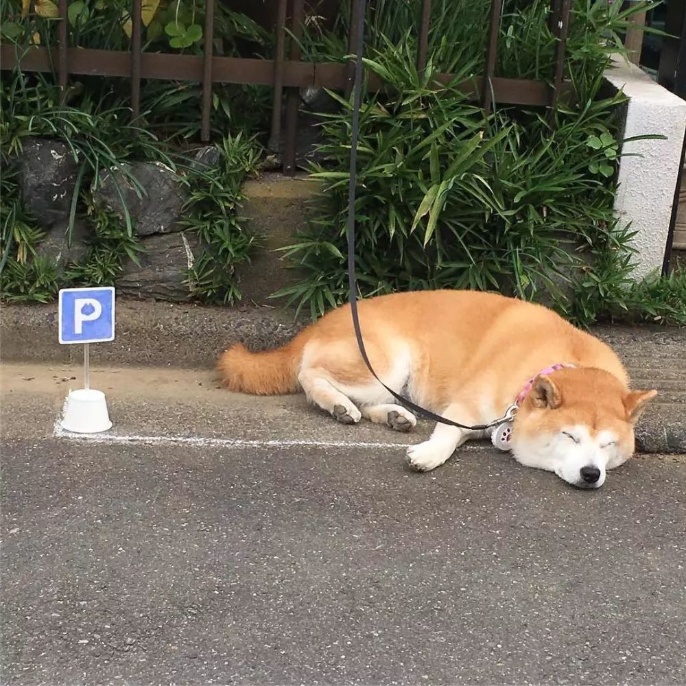 温馨有趣的日常故事，停狗位的生活点滴