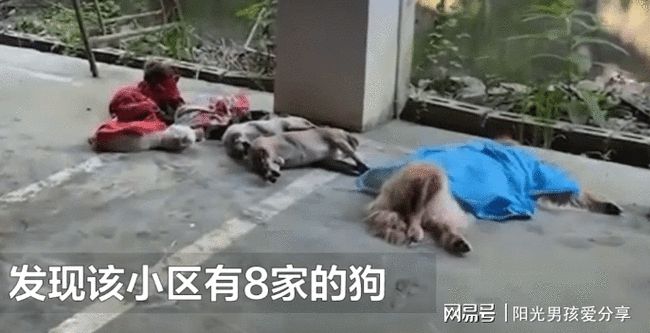 贵州小区宠物狗集体中毒死亡事件，热议与观点分析