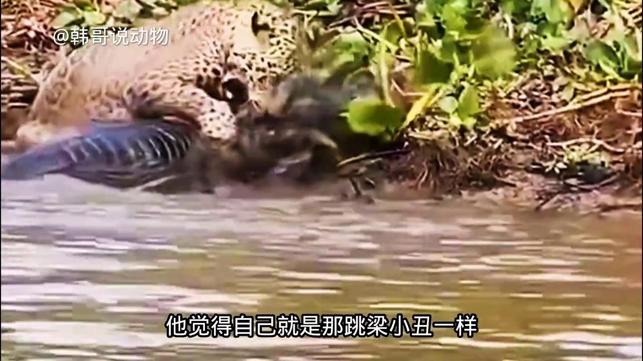 震惊！鳄鱼惊现街头被英勇民众成功擒拿！