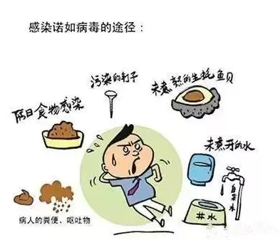诺如病毒感染高发季，健康守护者的角色与应对之道