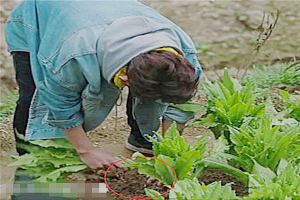 四川回应菜地被插违反大气法事件，绿色秘境与美食背后的故事