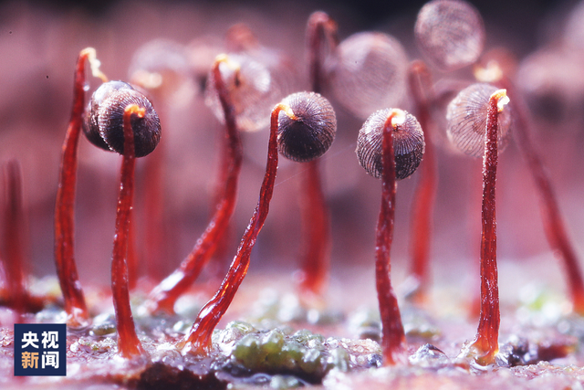 黏菌热潮来袭，年轻人的新型宠物选择与影响