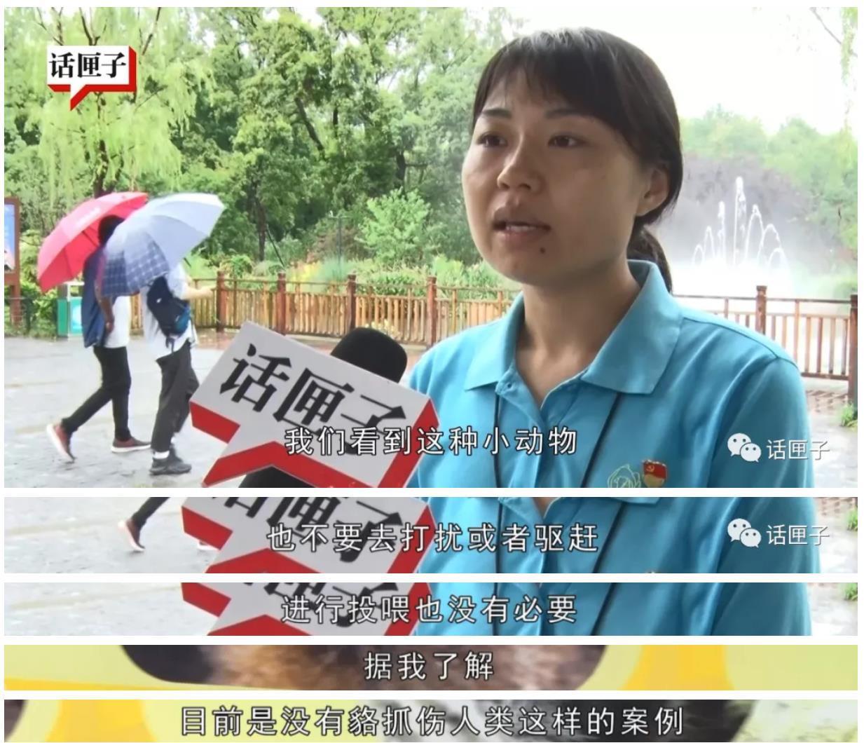 投喂浣熊35年的温馨故事，百余只浣熊意外包围自家