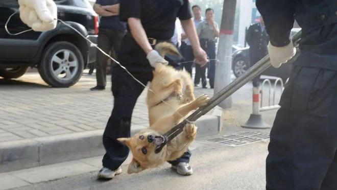 高校保安打死幼犬事件引发关注，主人发声背后的温情故事