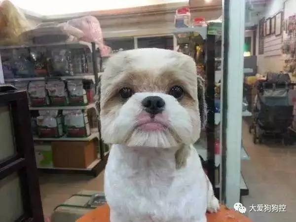 小学生养粘菌成新宠现象，潮流还是教育引导的挑战？