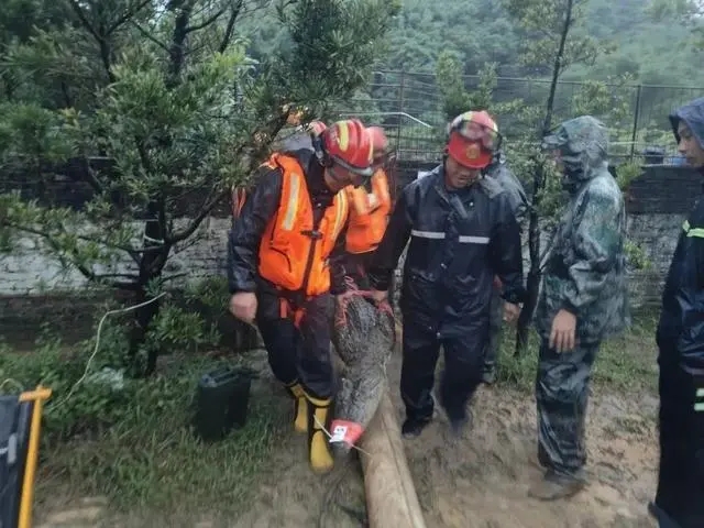 鳄鱼上街惊现城市不寻常事件，成功擒拿解危机