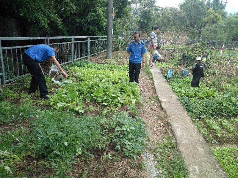 菜地被插牌禁止栽种，街道办回应与绿色保护之争