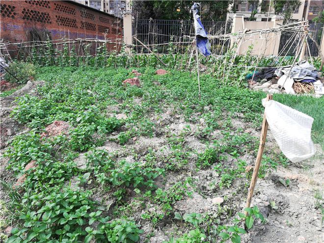 智能监管重塑生活，菜地被插牌禁止栽种，街道办回应新举措实施情况分析