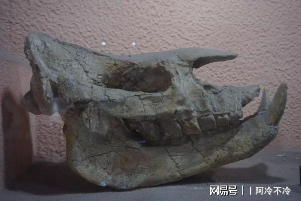 犀牛头骨化石