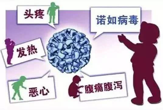 诺如病毒高发季