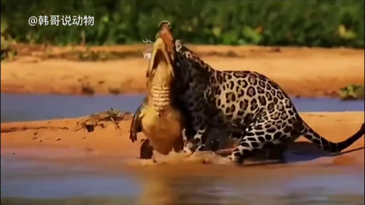 鳄鱼上街被擒拿