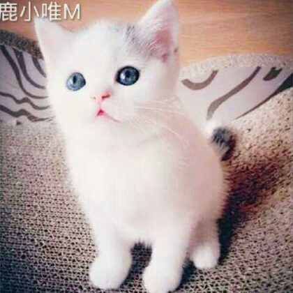 小奶猫现象，多维解读与最新动态分析