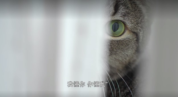 最新猫咪网址汇总与观点论述