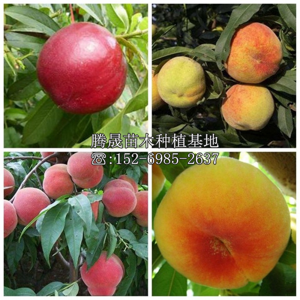最新品种桃树苗，园林新星与时代新宠