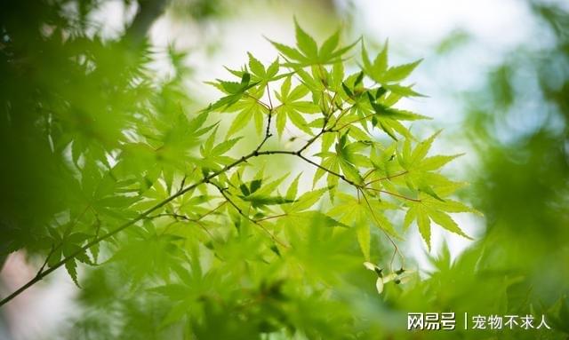 叶爱最新，绿色之旅，寻找内心平静的旅程
