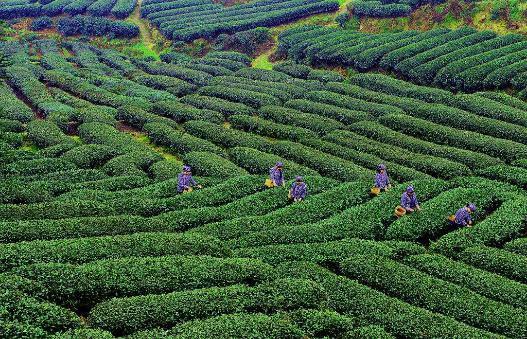 华莱黑茶最新动态，历程、影响与当代地位揭秘