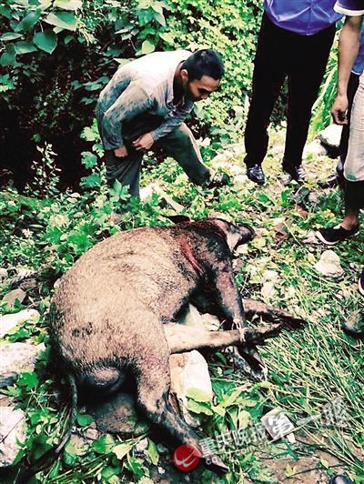 列车撞上野猪事件，机械师的意外遭遇与启示，揭示事故背后的警示和思考