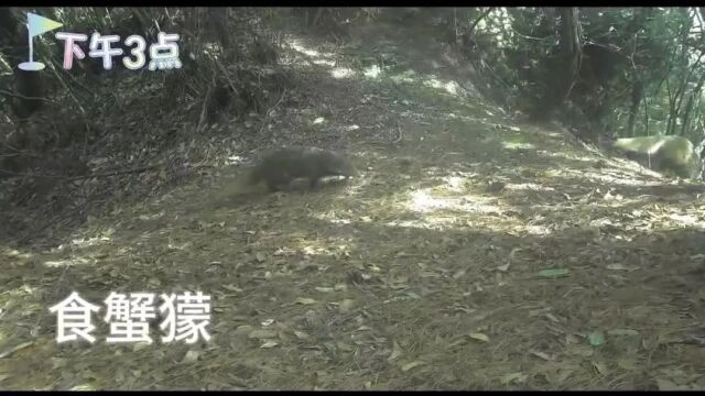 哀牢山的神秘宝藏，珍稀野生动物的璀璨世界探索之旅