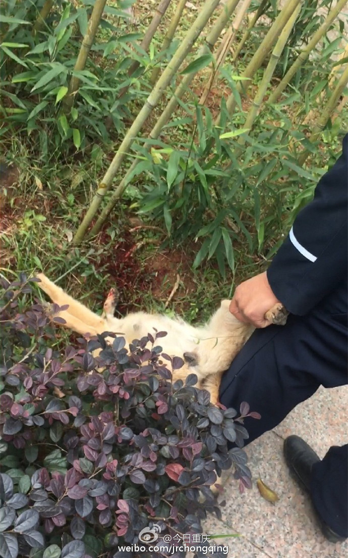高校保安打死幼犬事件引发关注，呼唤理解与正义的声音