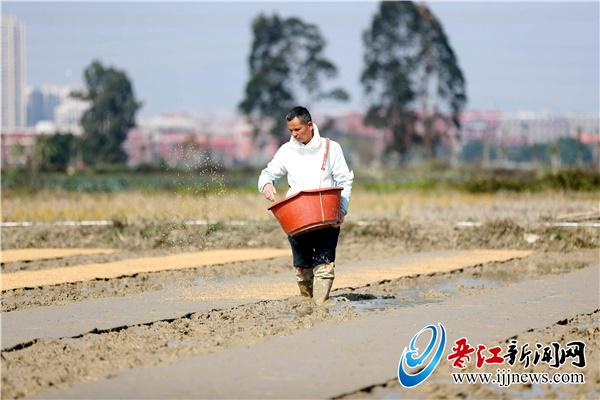田间趣事背后的故事，游客拍照踩踏田地引发纷争，探寻爱与陪伴的真谛