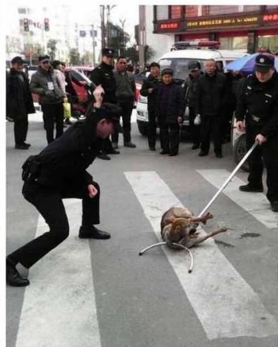警方揭秘周口街头，英勇守护与趣事背后的真相