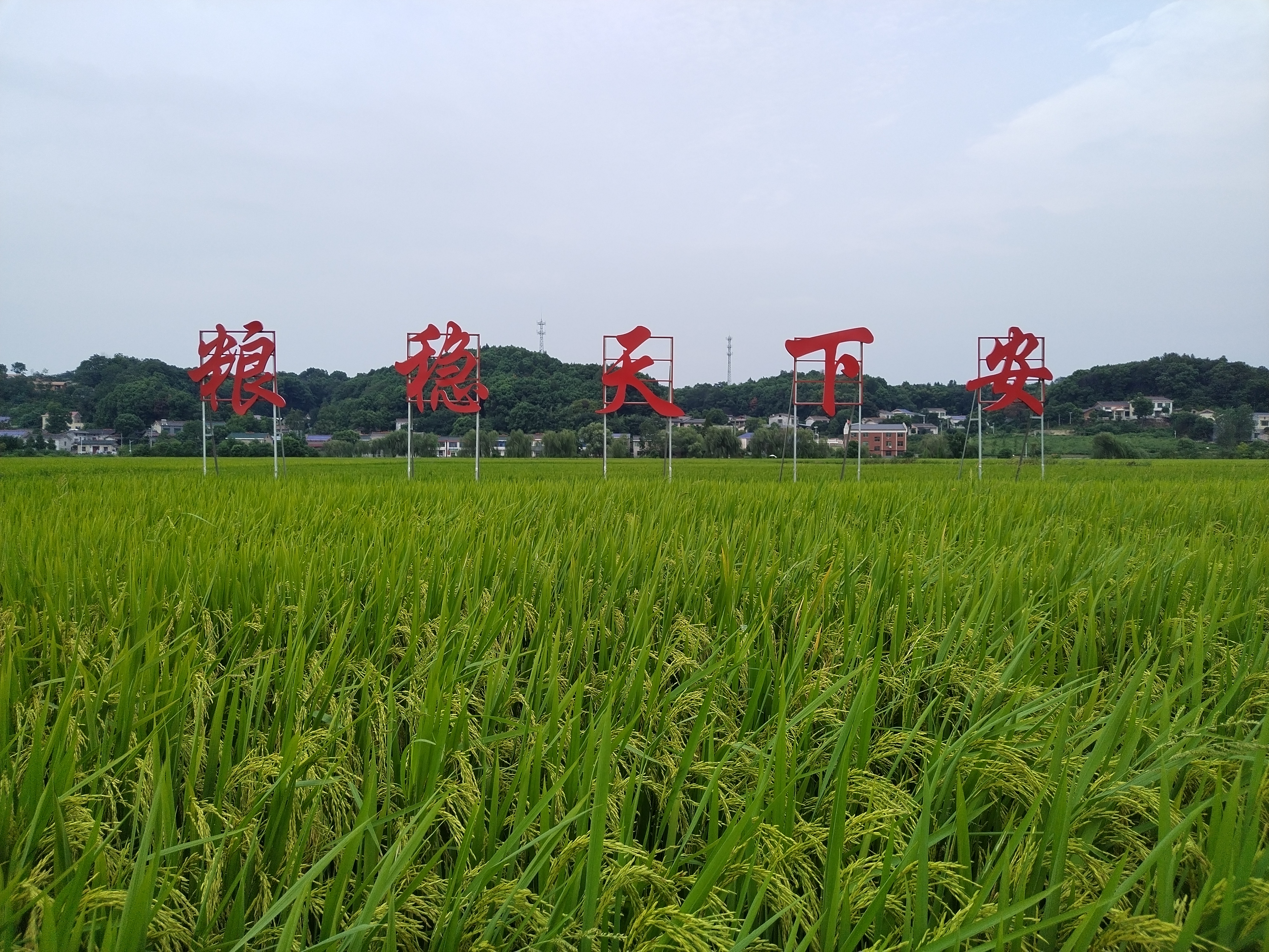粮食安全之重，战略分析与策略探讨