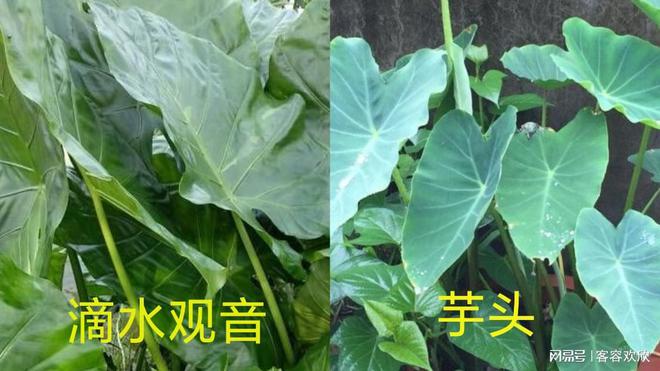 医生回应男孩误食滴水观音事件，深度分析与观点阐述