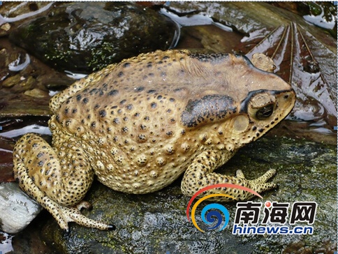 海南悲剧警醒，新型科技产品助力守护健康饮食安全，癞蛤蟆中毒致一死事件引发关注