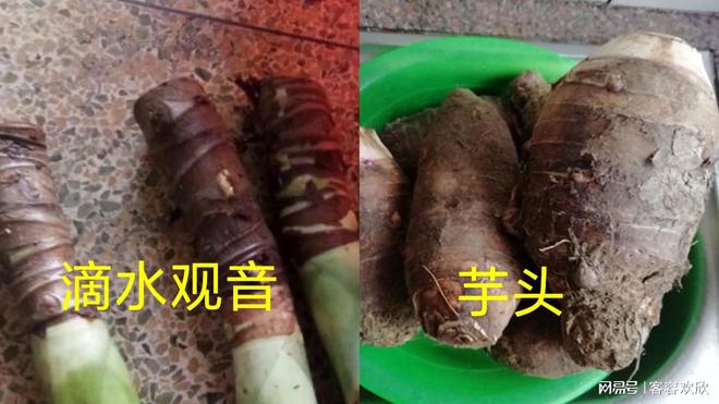 医生回应男孩误食滴水观音事件，如何正确识别植物与应对误食风险？
