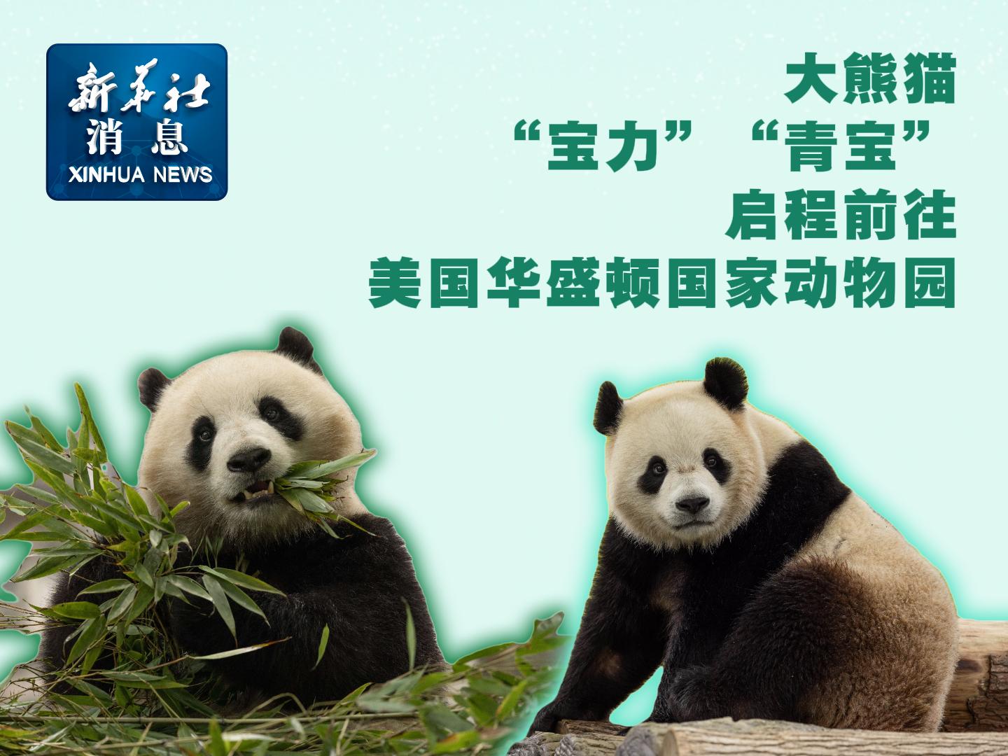大熊猫宝力青宝启程赴美，跨越国界的熊猫情缘