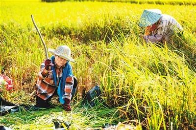 全国秋粮收获近六成，丰收的季节，收获自信与成就之路
