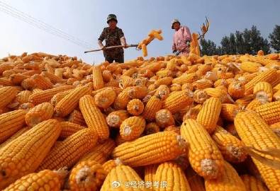全国秋粮收获进展顺利，近六成丰收喜讯传来！秋日硕果满仓！