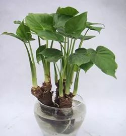 医生回应男孩误食滴水观音紧急处理，植物误识引发的意外事件