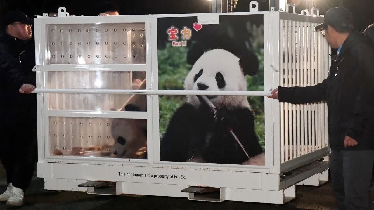 大熊猫宝力青宝启程赴美，跨越海洋的友谊之旅见证中美友谊的启程时刻