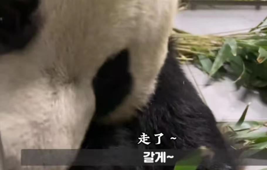 大熊猫彻夜树上思考熊生，多重视角下的故事