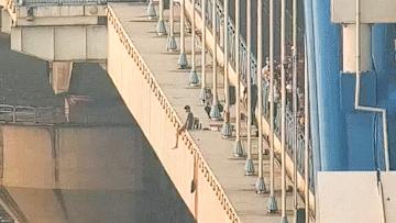 民警合力救下跳桥男子，救援步骤与指南