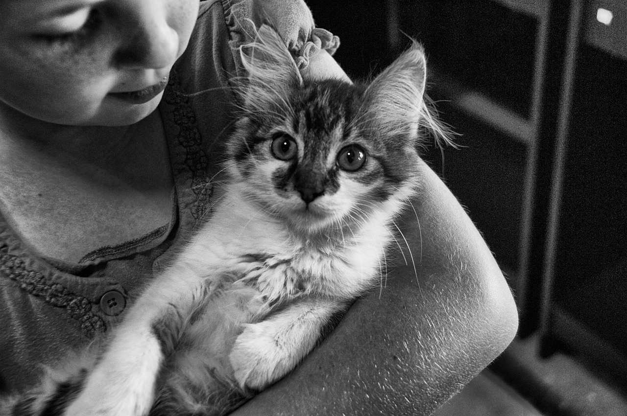 王欣瑜再现猫咪狩猎魅力瞬间，瞬间魅力无法挡！