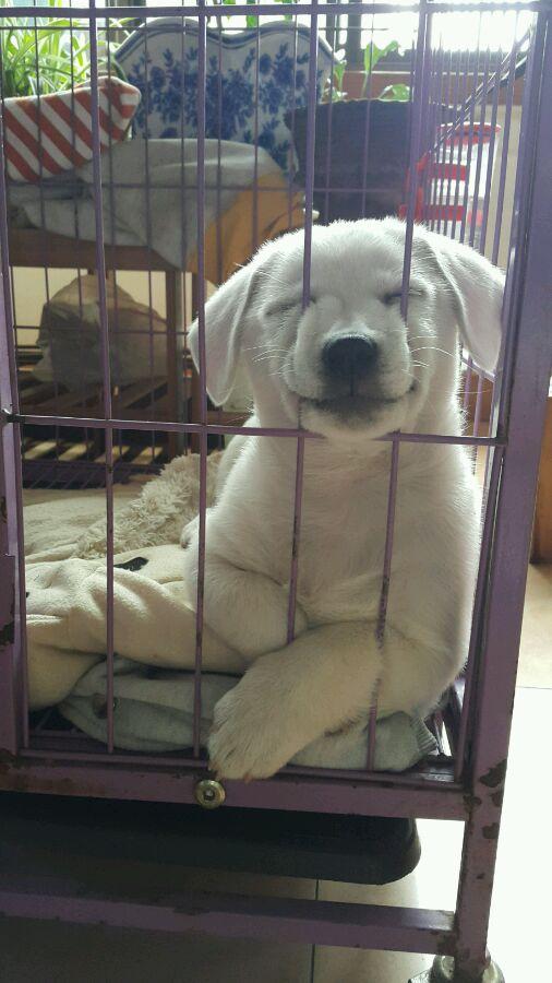 中华田园犬对决两米毒蛇，保护110任务指南与实战攻略