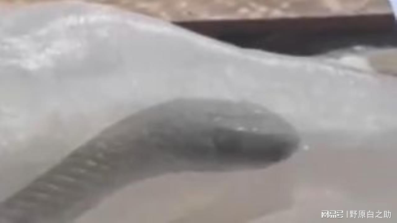 走私活体蛇事件深度剖析，法律与道德视角的思考，涉案两人被刑拘