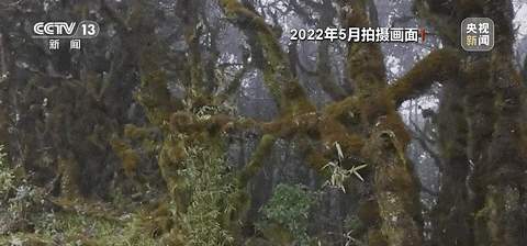 哀牢山神秘鸟鸣与科考之旅，人语般的鸟叫声探寻