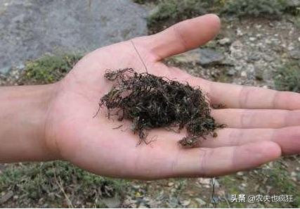 男子网售野生发菜获刑背后的变化、学习与励志力量挑战