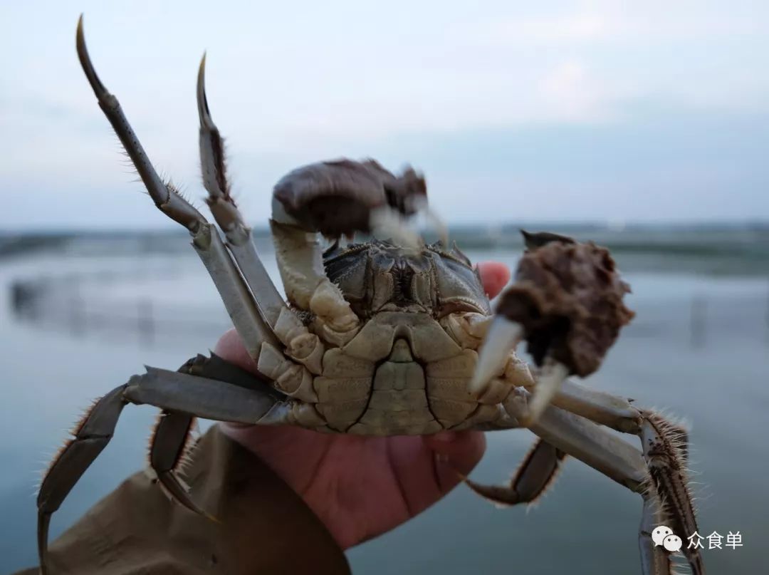 揭秘低价阳澄湖大闸蟹背后的真相，探索自然美景与内心宁静之旅