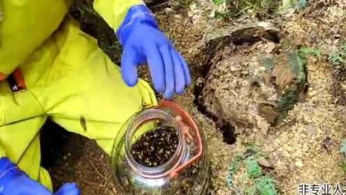 虎头蜂泡酒失误引发惊险一幕，两男子迅速逃离现场