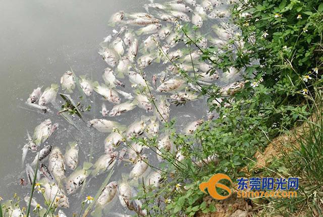 湖南鱼塘鱼群疑遭毒死事件，悲剧背后的反思与警示