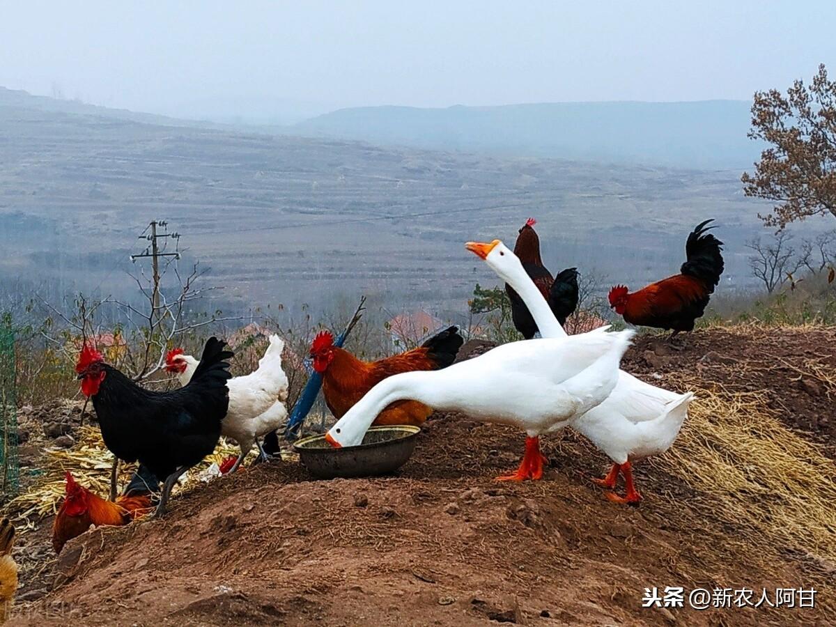 A股牛市归来，市场走势分析与展望