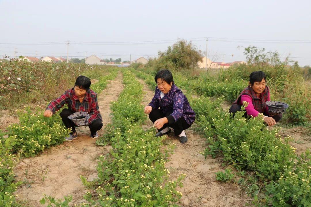 某某观点下的改革开放试验田种植探析