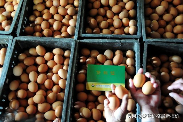 鸡蛋现货最新价格揭秘🥚